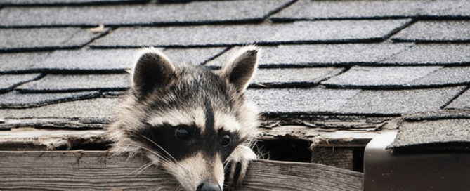 animal on roof